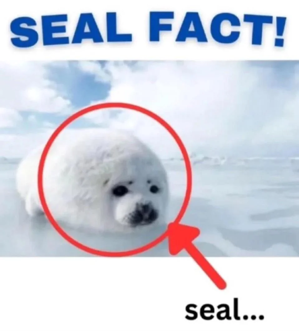 Image captioned "SEAL FACT!". It has a photo of a white seal who is circled out with a red circle. An arrow points to that red circle, and the arrow originates from text "seal..."