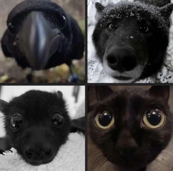 Collage of close-up photos of black animals staring in the camera. More specifically: raven, arctic fox, bat and cat.